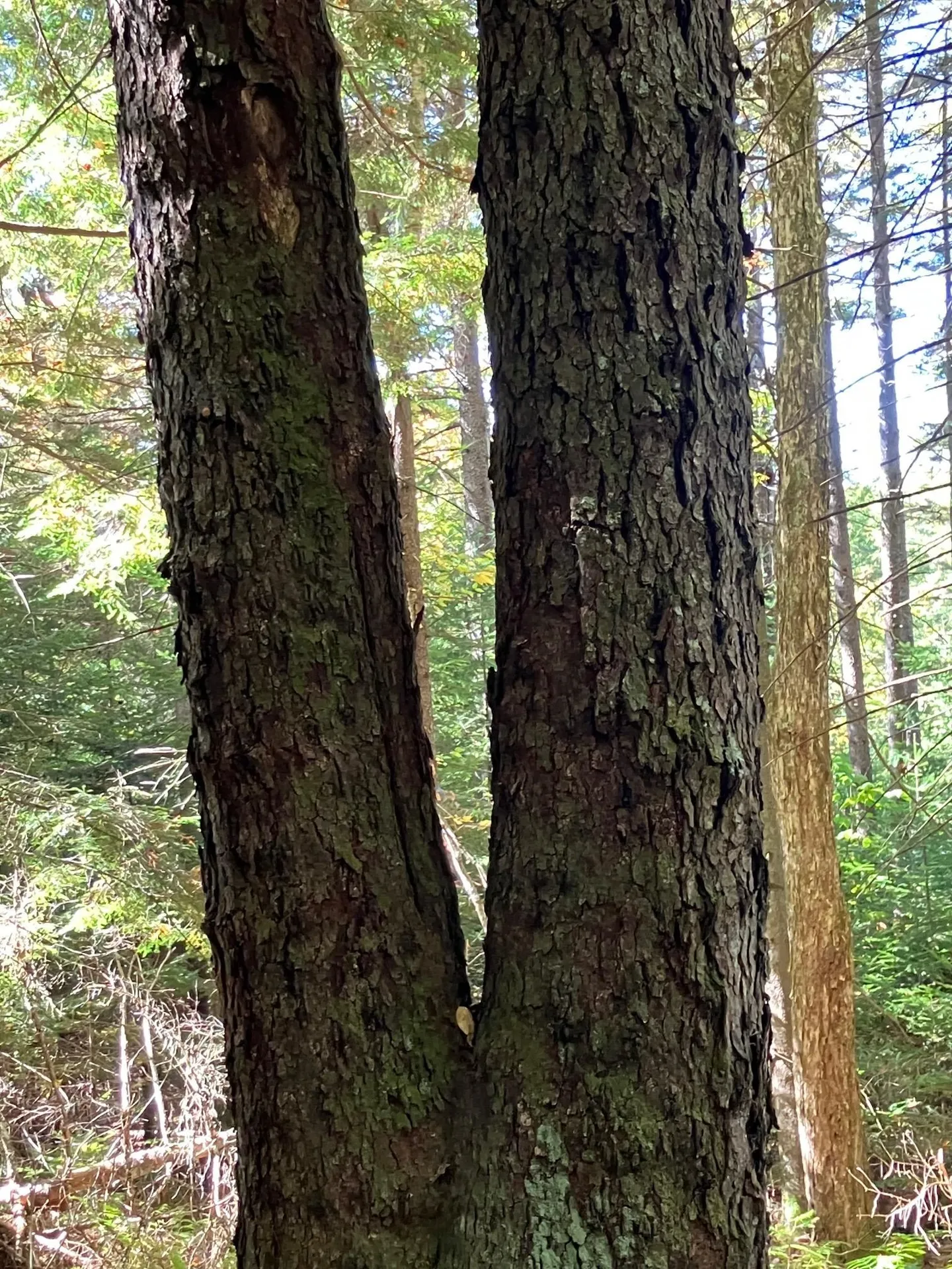 0 Theresa Lane Wilmington VT 05363