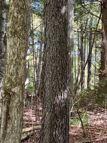 0 Theresa Lane Wilmington VT 05363