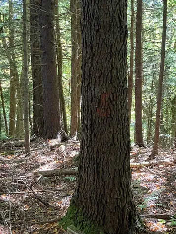 0 Theresa Lane Wilmington VT 05363