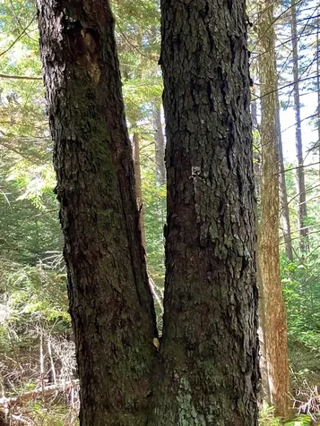 0 Theresa Lane Wilmington VT 05363