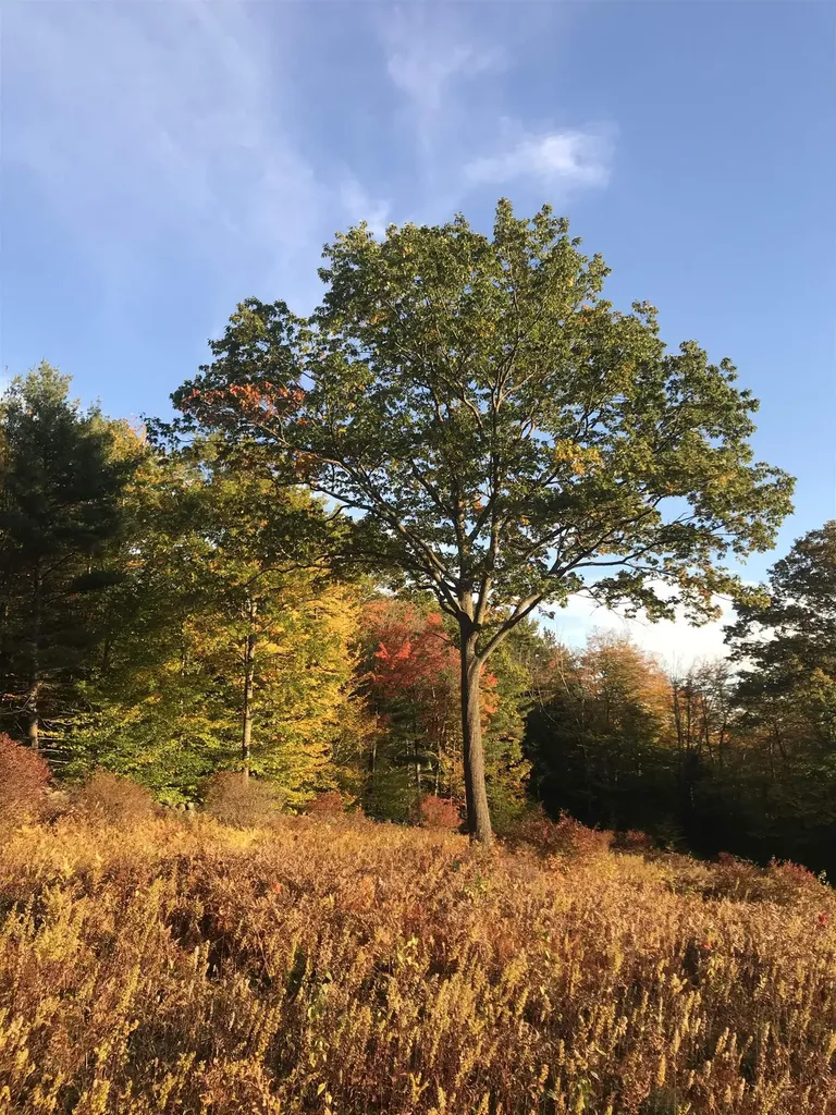 0 Duncan Road Hancock NH 03449