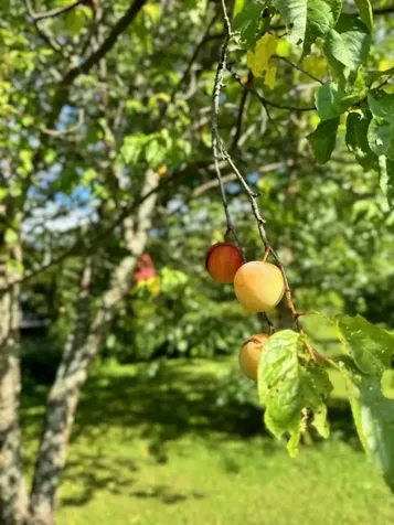 18 New England Power Road Wilmington VT 05363