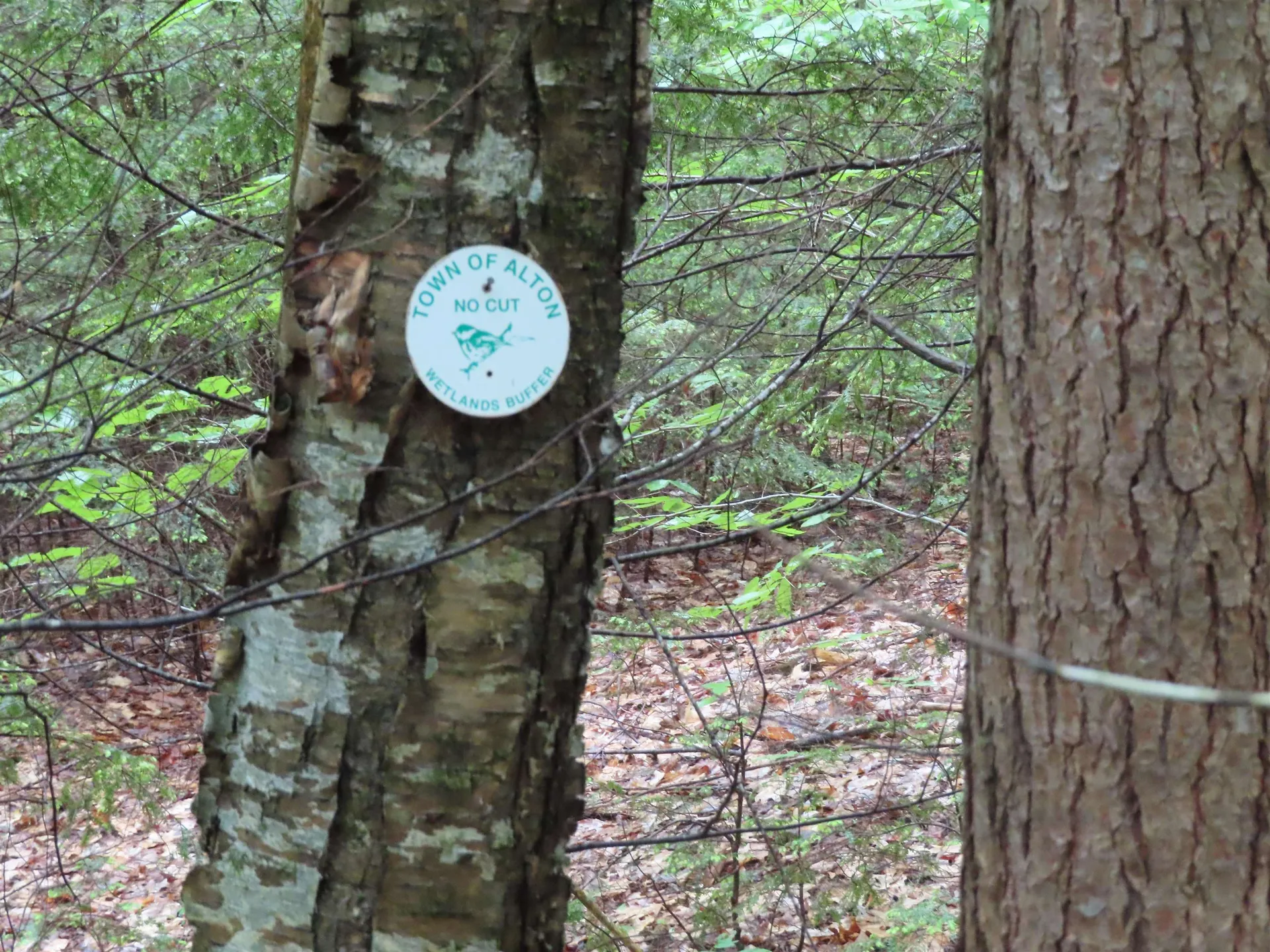 Lot 5-2-1 Jesus Valley Road Alton NH 03810