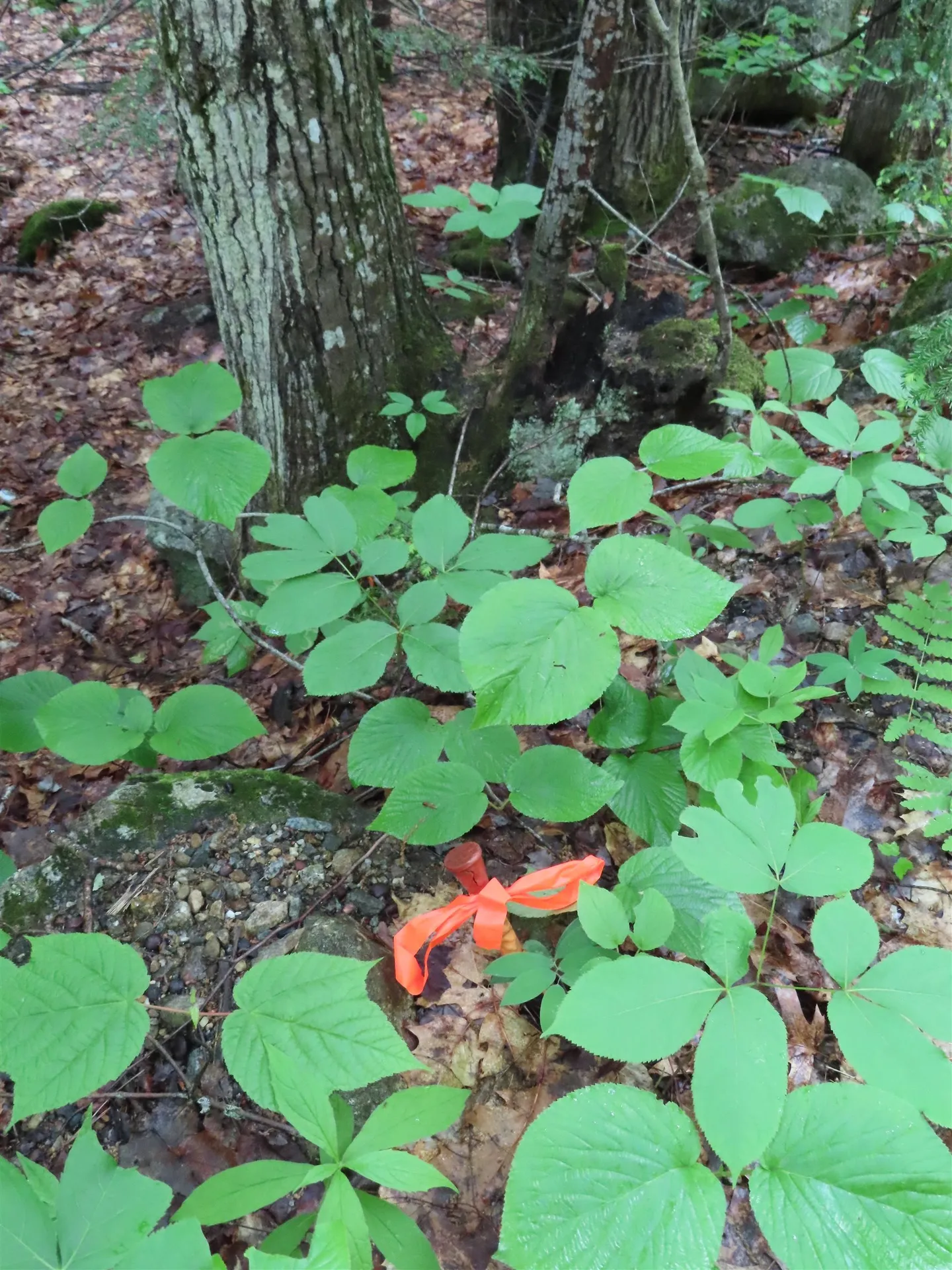 Lot 5-2-1 Jesus Valley Road Alton NH 03810