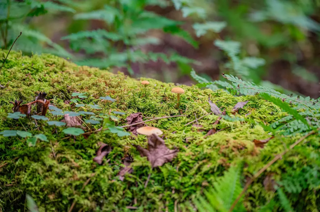 00 East Hill Road Woodbury VT 05681