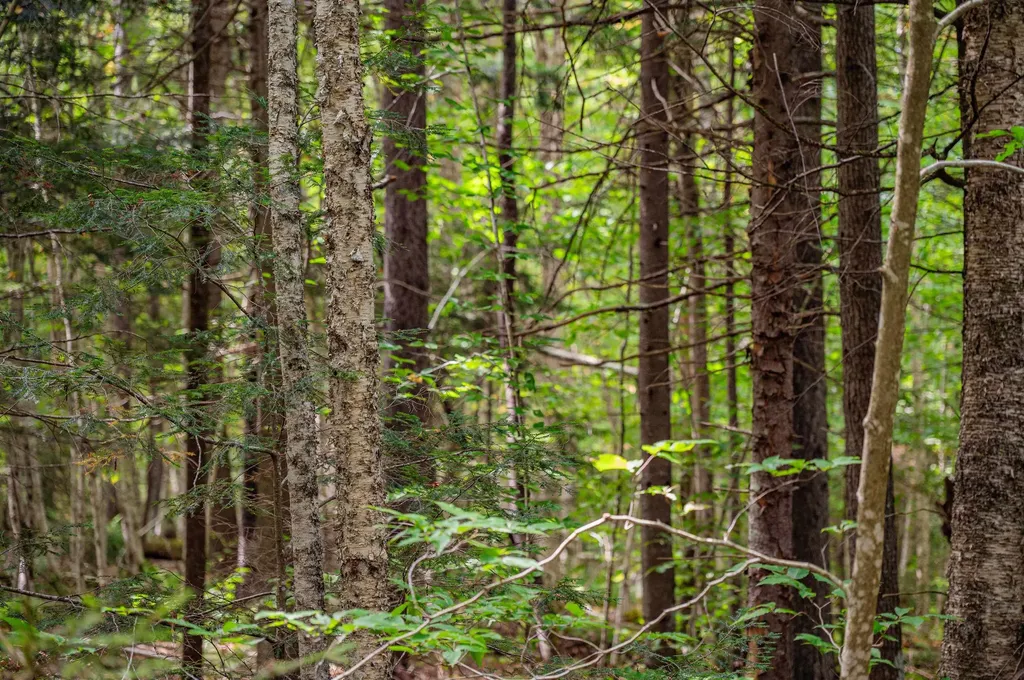 00 East Hill Road Woodbury VT 05681