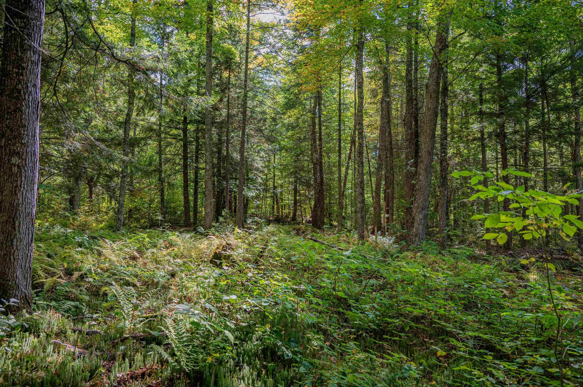 00 East Hill Road Woodbury VT 05681