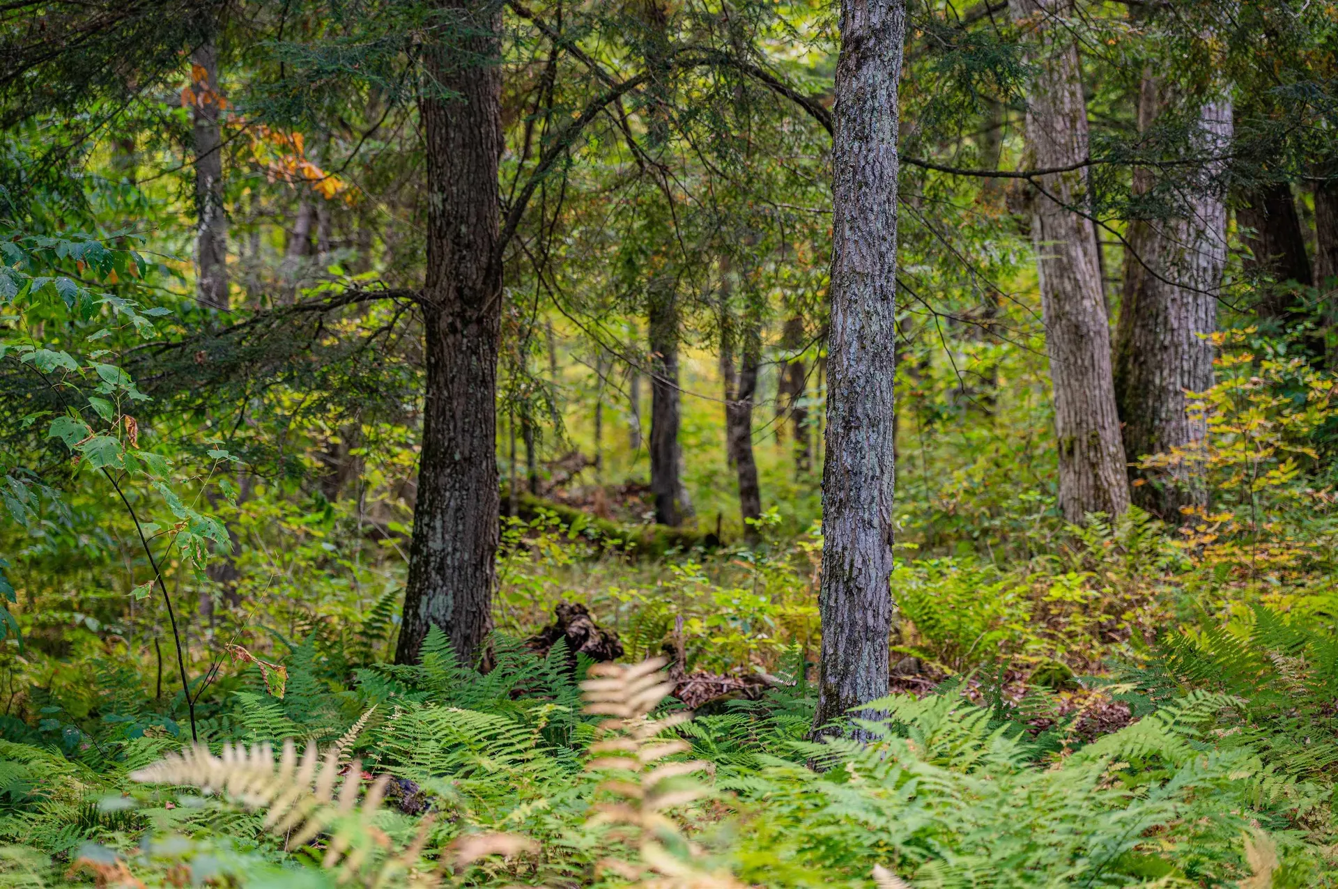 00 East Hill Road Woodbury VT 05681