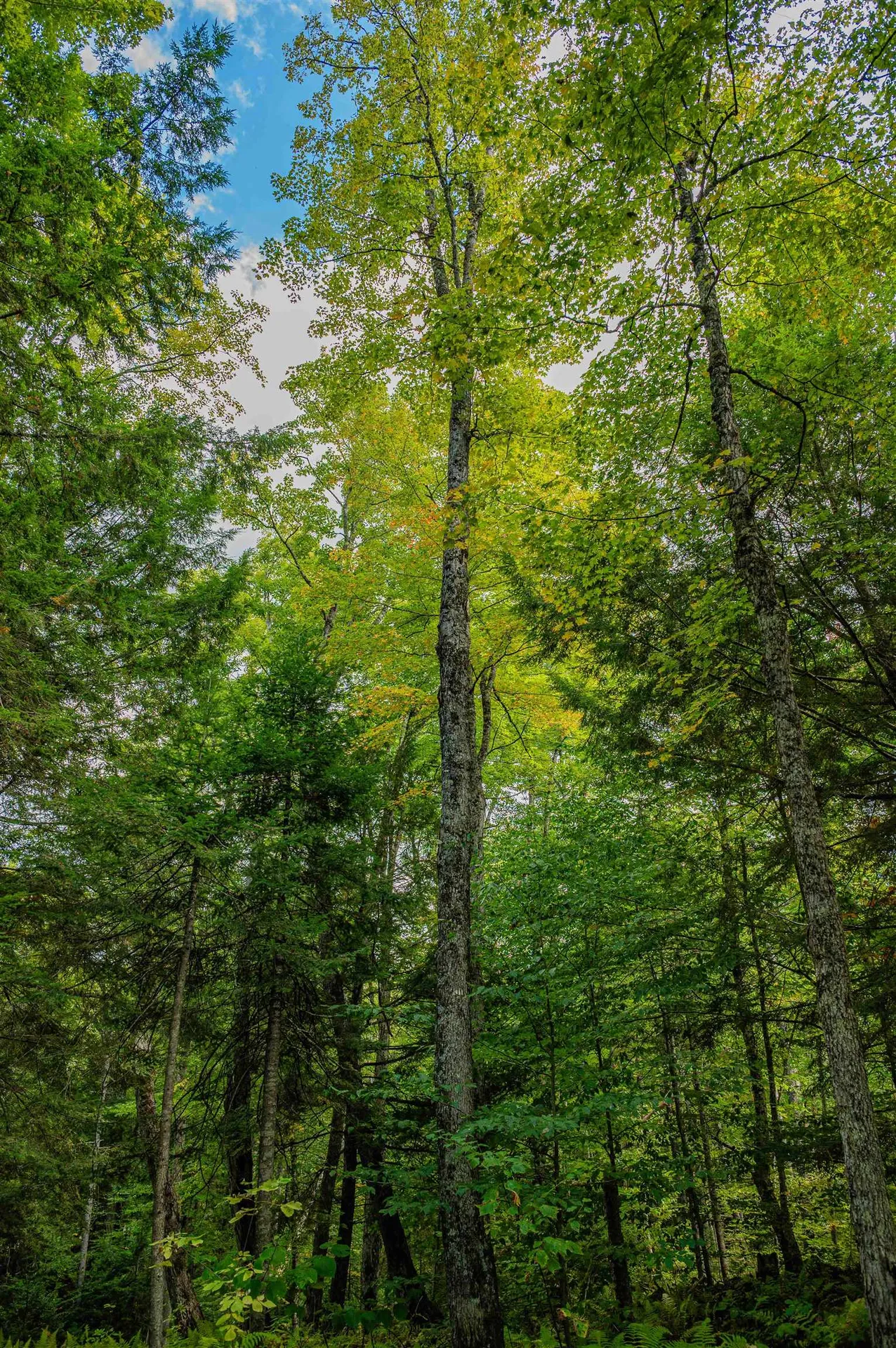 00 East Hill Road Woodbury VT 05681