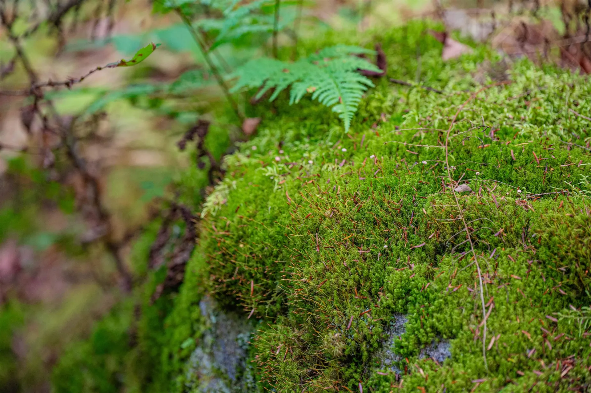 00 East Hill Road Woodbury VT 05681