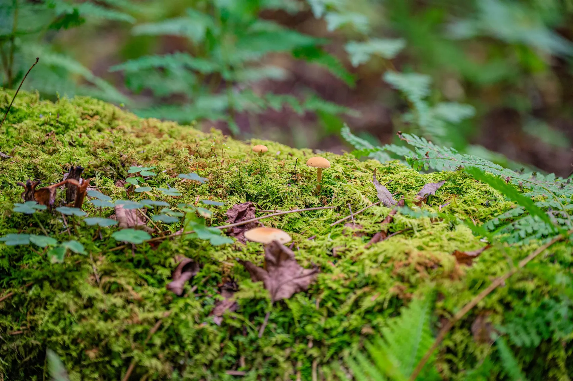 00 East Hill Road Woodbury VT 05681