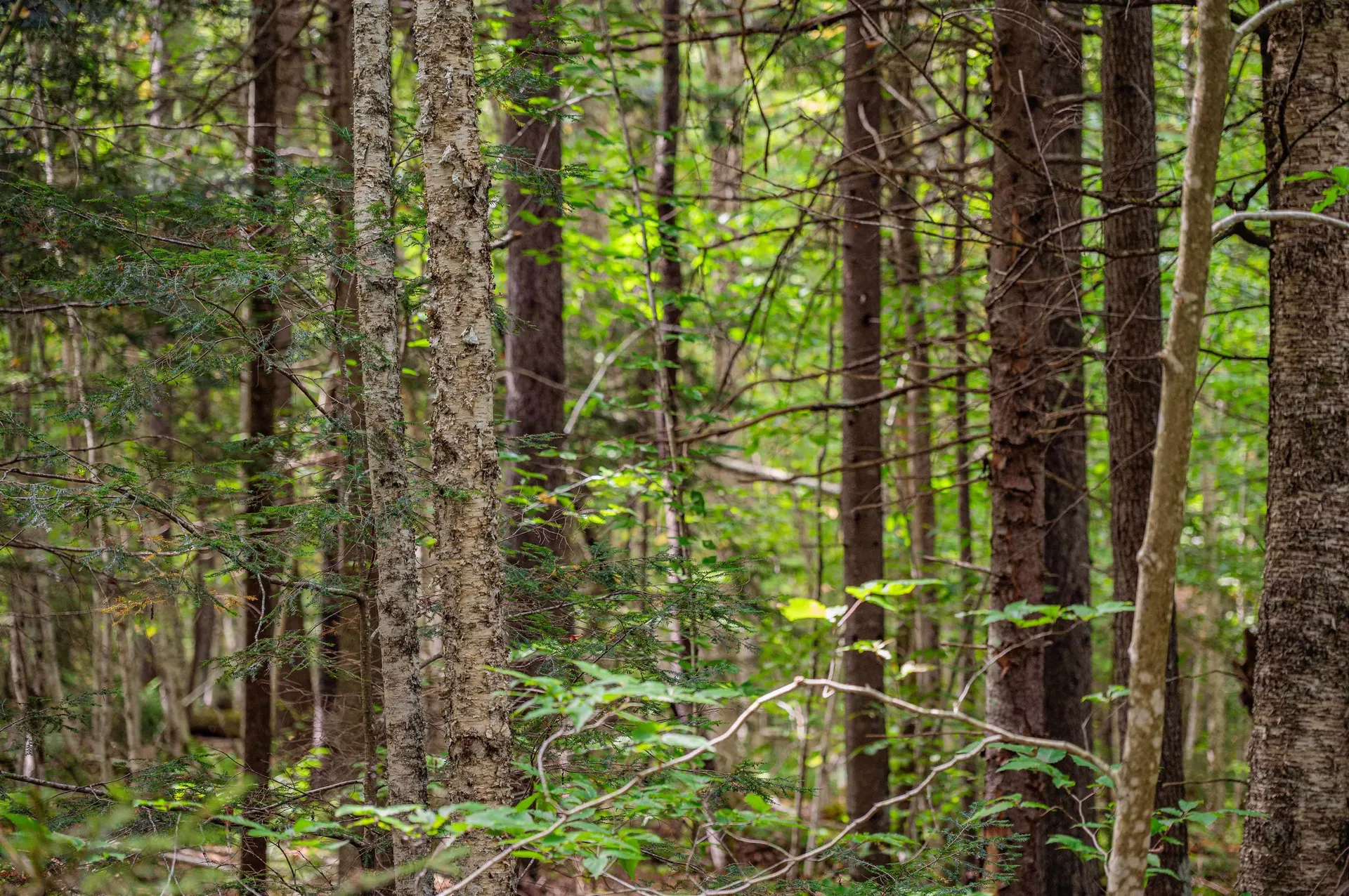 00 East Hill Road Woodbury VT 05681