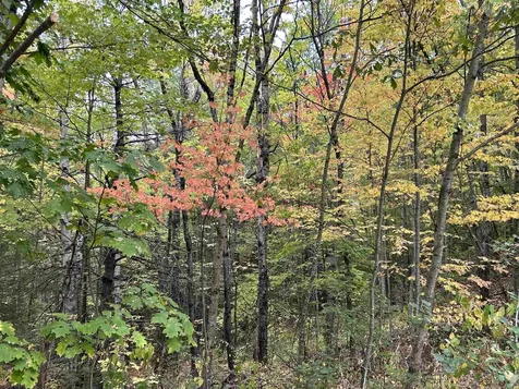 Nh Route 175 Campton NH 03223