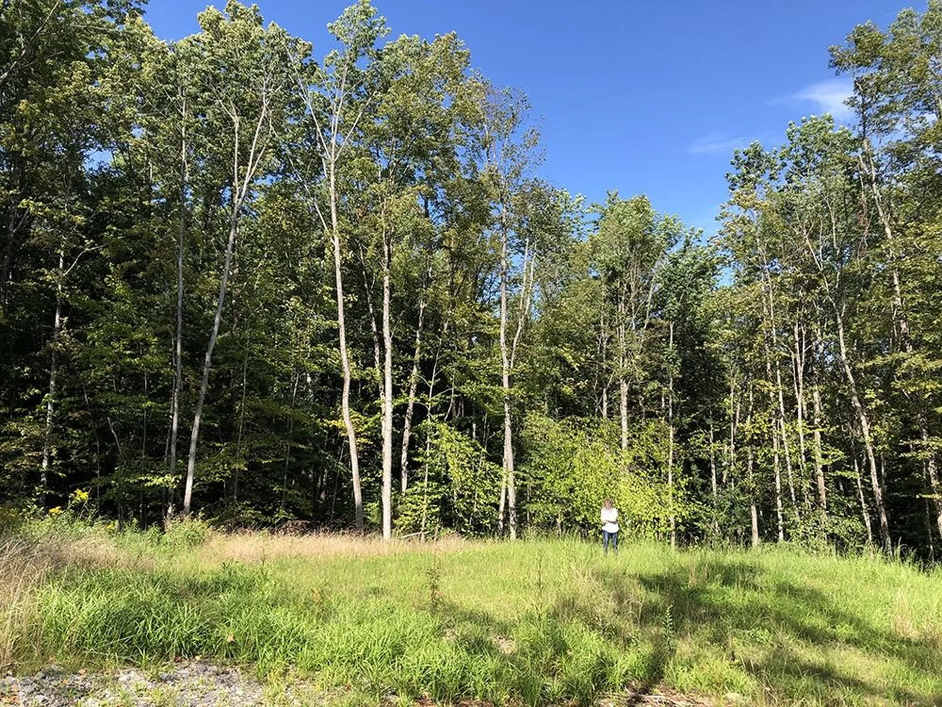 111 Gib Lockerby Road Grafton VT 05146