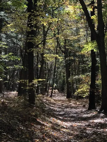 111 Gib Lockerby Road Grafton VT 05146