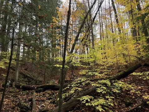 111 Gib Lockerby Road Grafton VT 05146