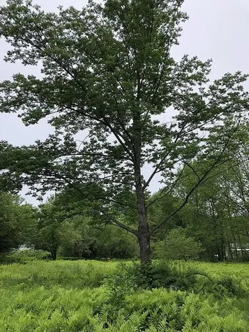 111 Gib Lockerby Road Grafton VT 05146