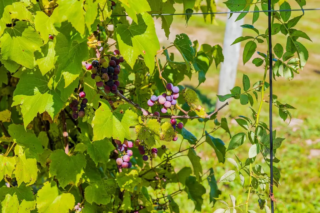 1950 Collins Road Halifax VT 05358