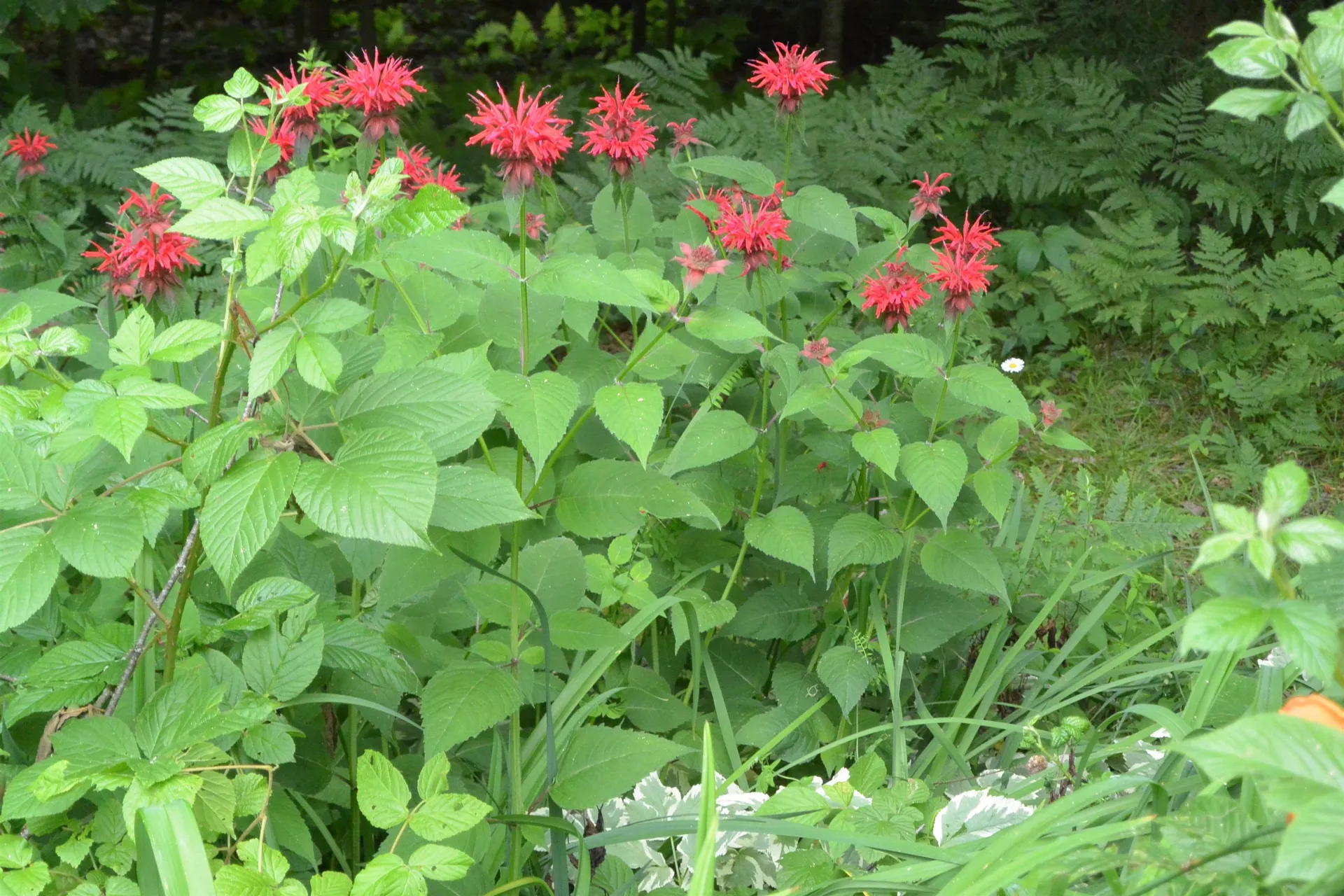 823 Country Land Drive Haverhill NH 03774