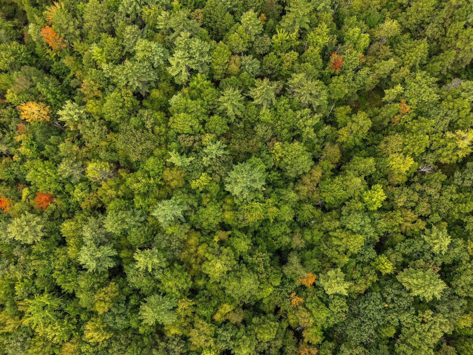 00 Raymond Road Auburn NH 03032