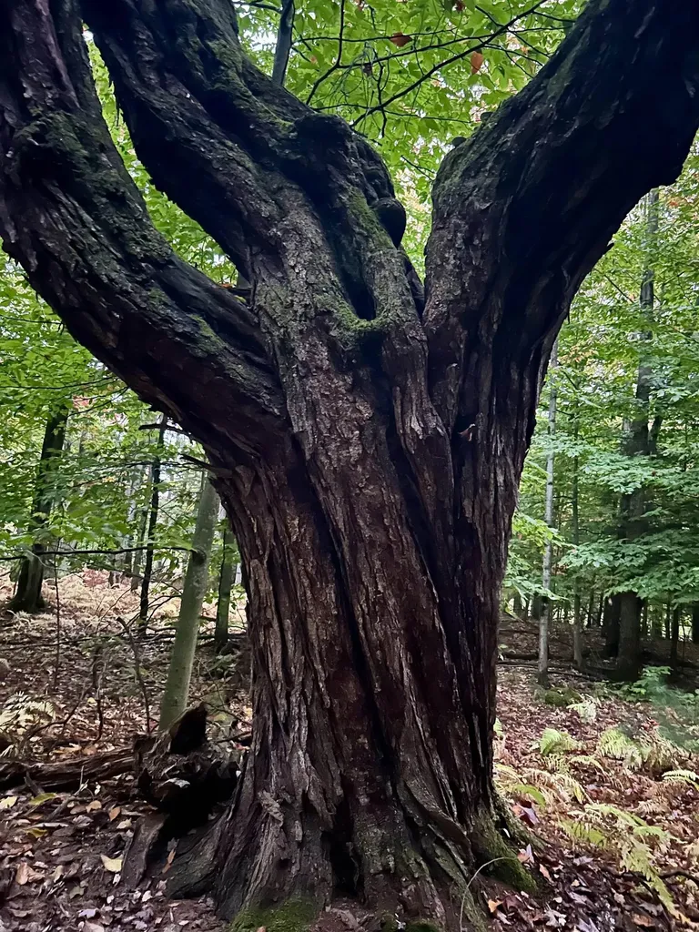 Tbd Pumpkin Village Road Fairfield VT 05455