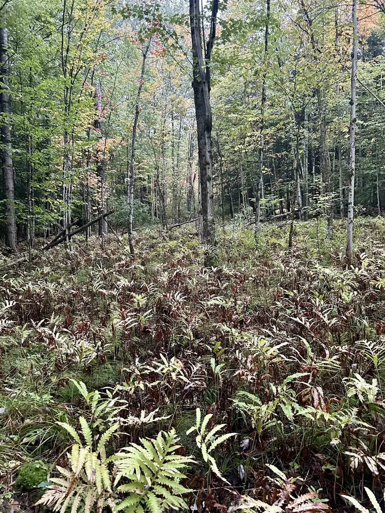Tbd Pumpkin Village Road Fairfield VT 05455