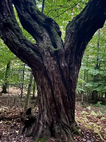 Tbd Pumpkin Village Road Fairfield VT 05455