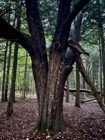 Tbd Pumpkin Village Road Fairfield VT 05455