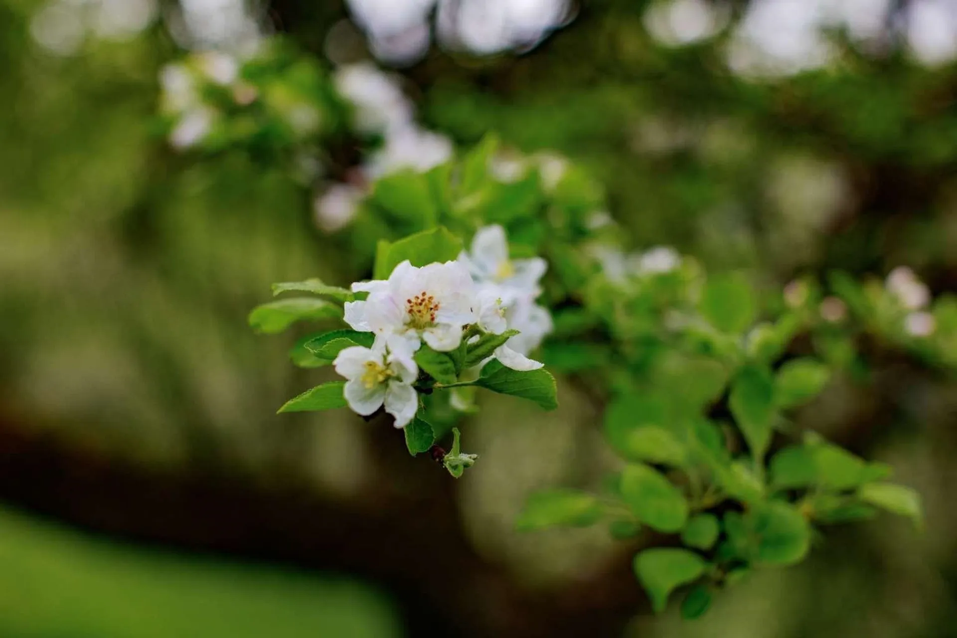 1312 Macintosh Hill Road Bethel VT 05060