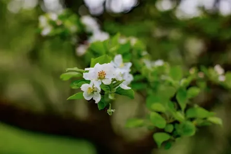 1312 Macintosh Hill Road Bethel VT 05060