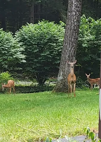 17 Centennial Drive Webster NH 03303