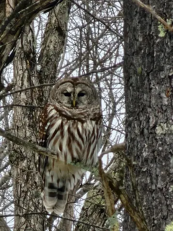 17 Centennial Drive Webster NH 03303