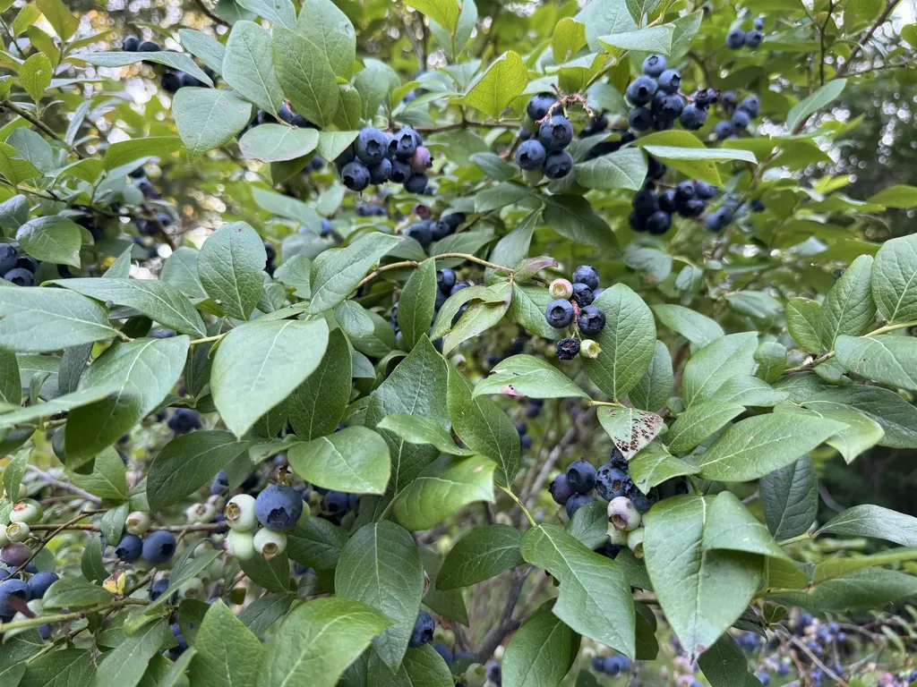 60 North Wakefield Road Wolfeboro NH 03894