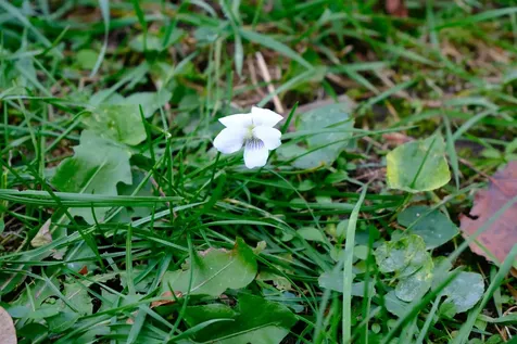 194 Charles Street Lyndon VT 05851