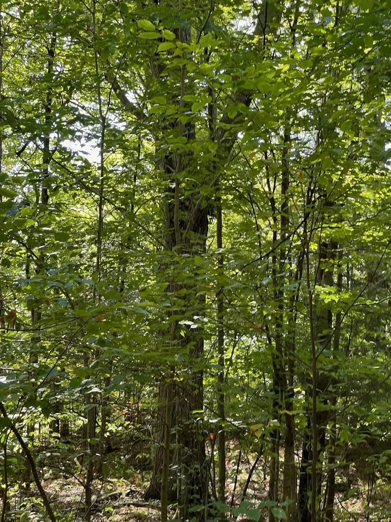 1868 Pond Road Fletcher VT 05464