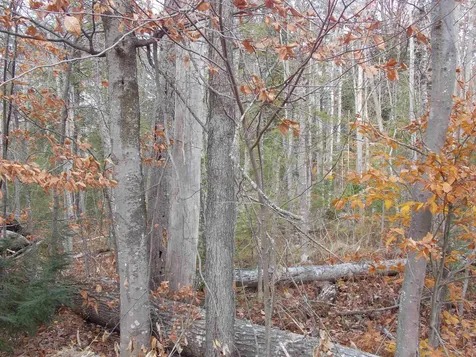 Lot 49 Mittenwald Strasse Road Bartlett NH 03812