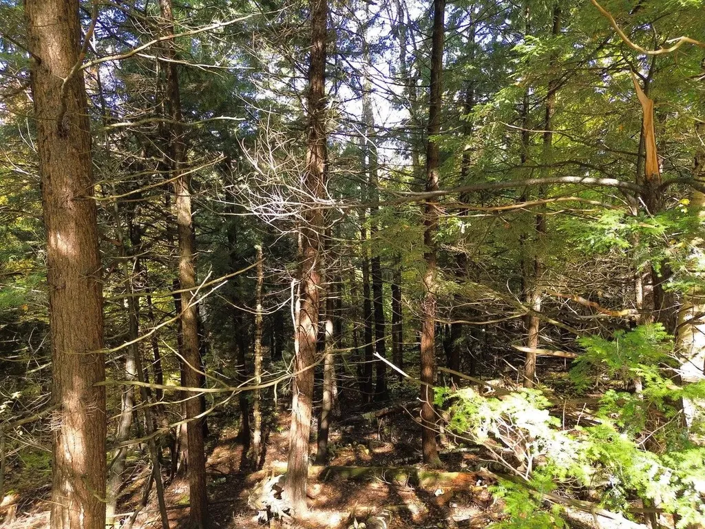 350 Anne Burns Road Warren VT 05674