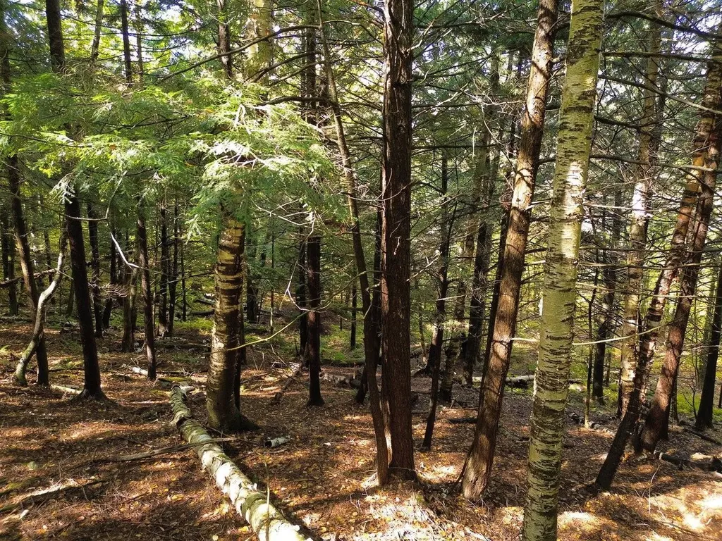 350 Anne Burns Road Warren VT 05674