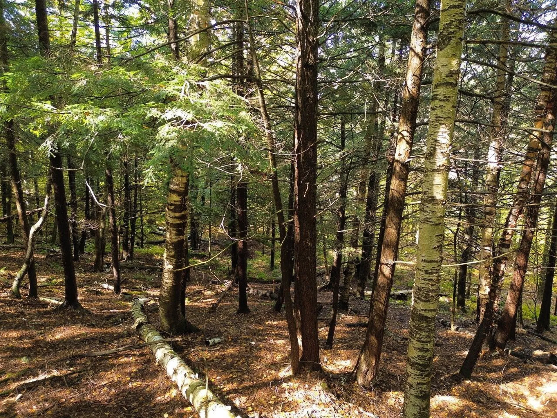 350 Anne Burns Road Warren VT 05674