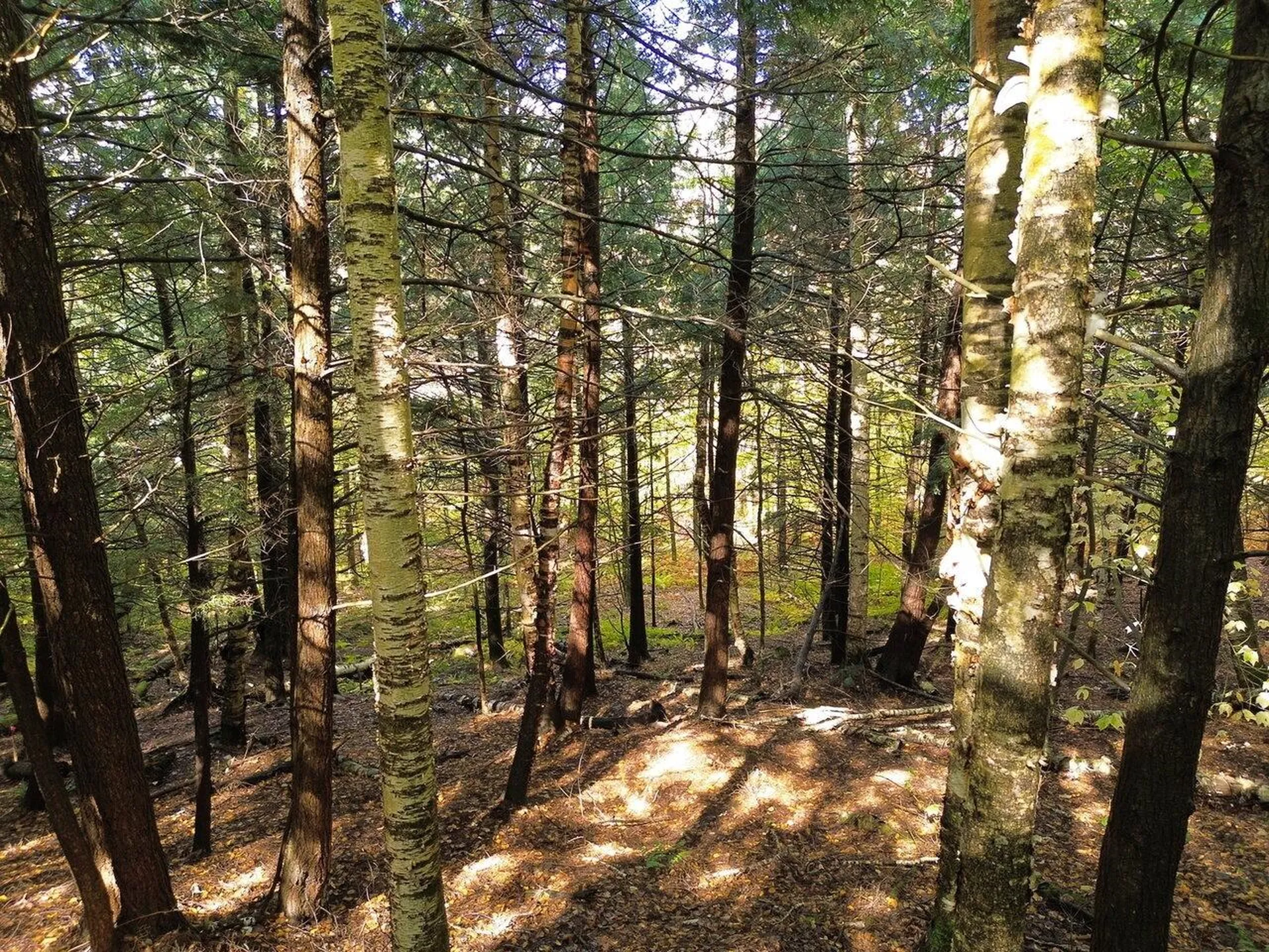 350 Anne Burns Road Warren VT 05674