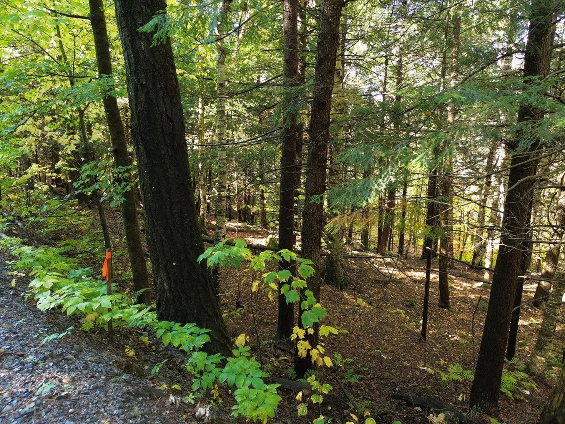 350 Anne Burns Road Warren VT 05674