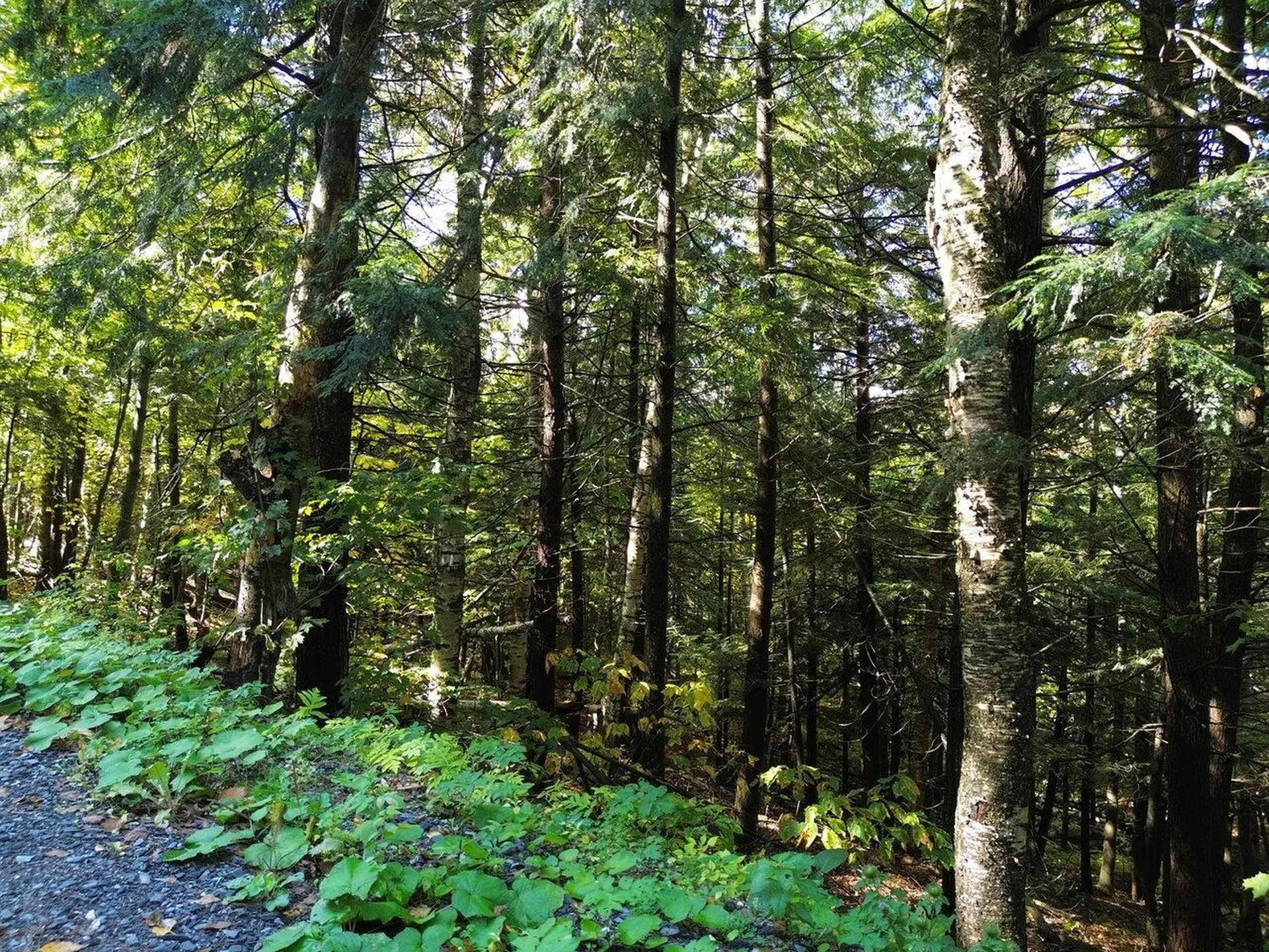 350 Anne Burns Road Warren VT 05674