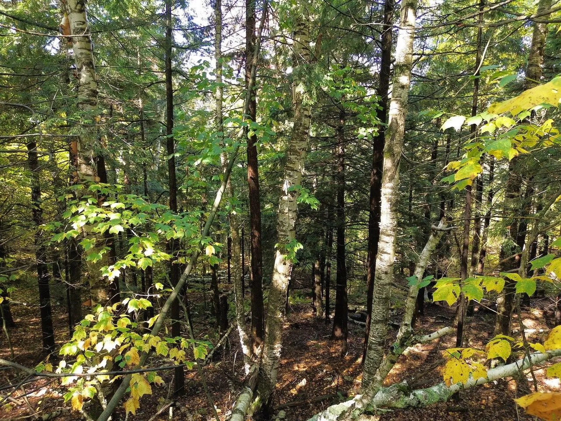 350 Anne Burns Road Warren VT 05674