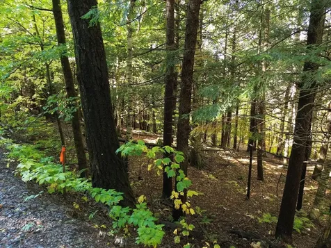 350 Anne Burns Road Warren VT 05674