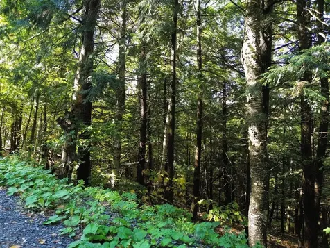 350 Anne Burns Road Warren VT 05674