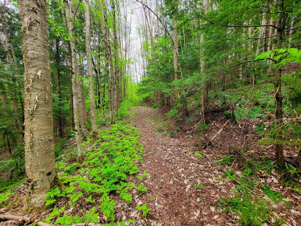 167 High Meadow Road Stowe VT 05672