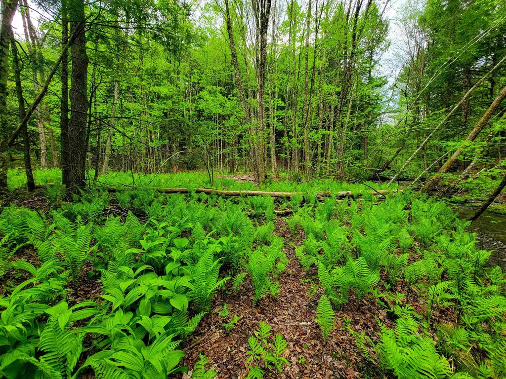 167 High Meadow Road Stowe VT 05672
