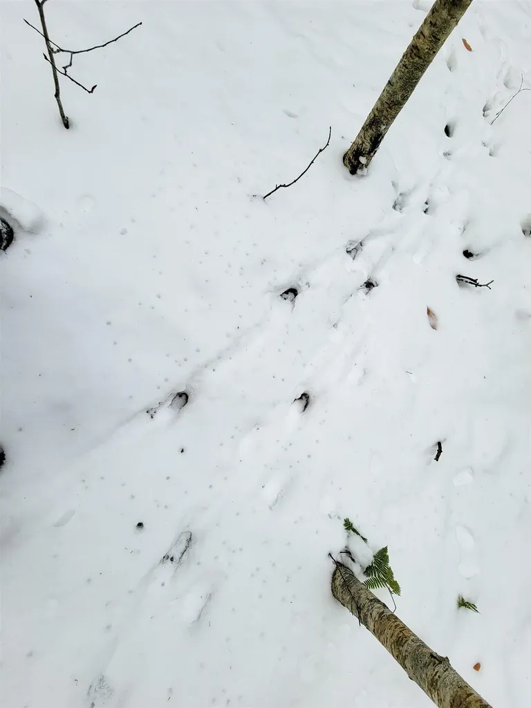 167 High Meadow Road Stowe VT 05672