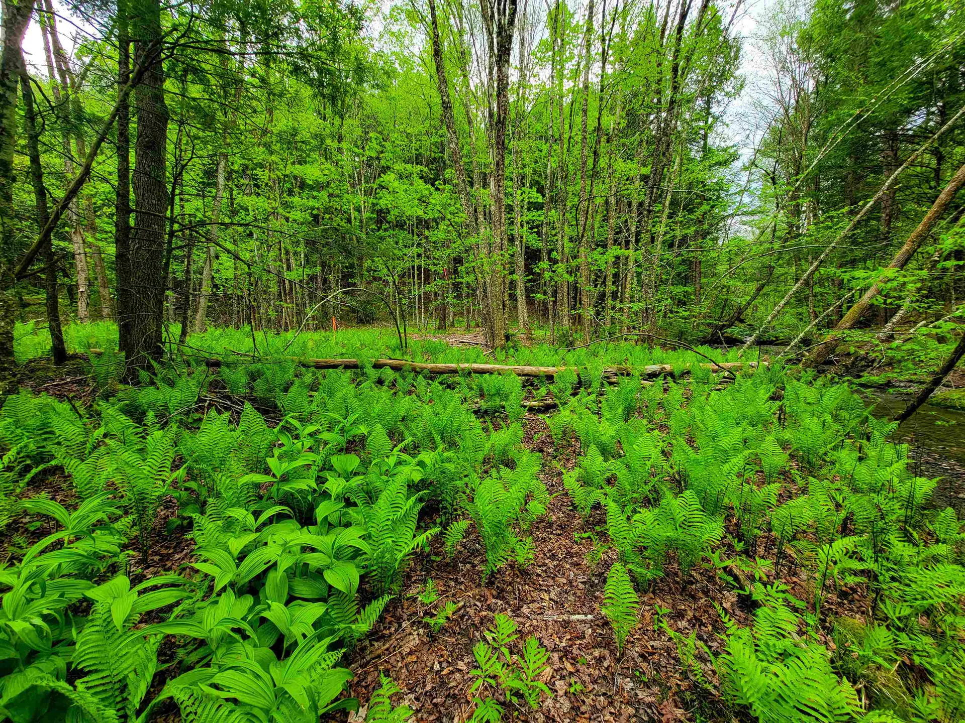 167 High Meadow Road Stowe VT 05672