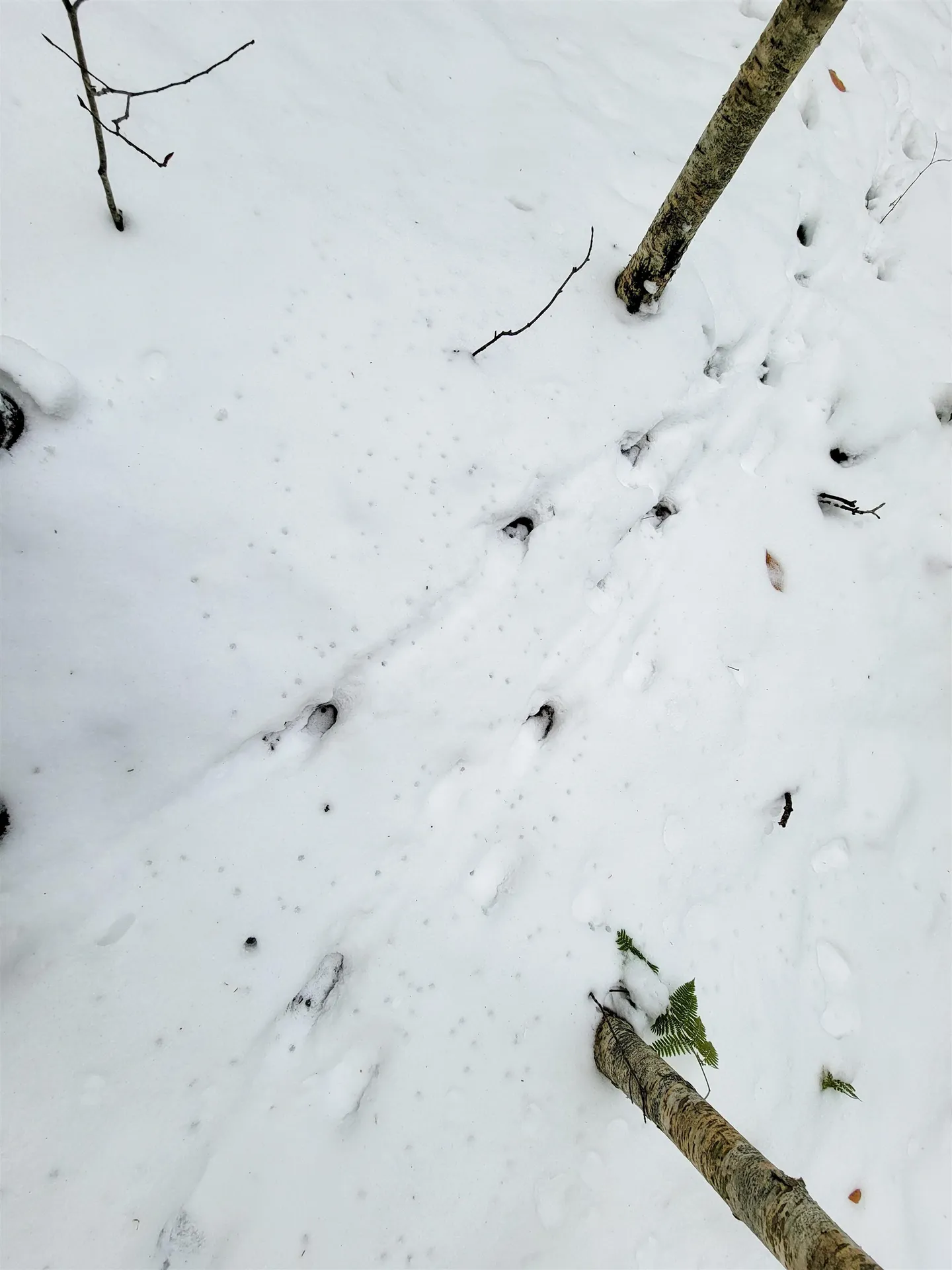 167 High Meadow Road Stowe VT 05672